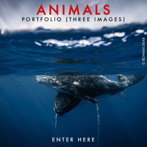 ANIMAL 2025
