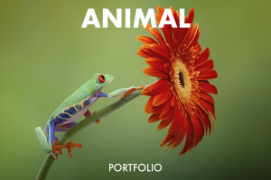 Animal 2020