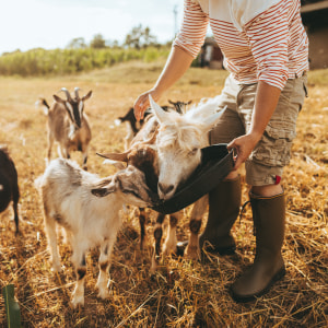 ENTRIES CLOSED - May theme: Rural life