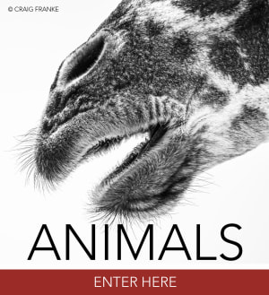 ANIMALS 2021
