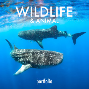 Wildlife and Animal 2019