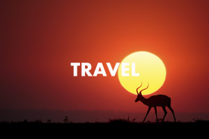 Travel (2019)