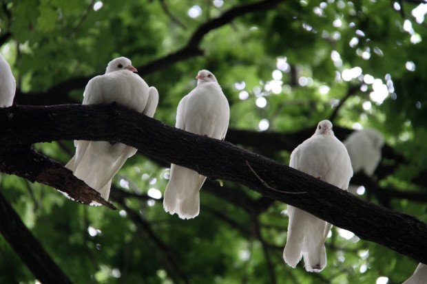 Resting Peace