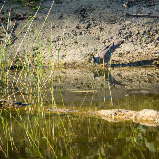 Thirsty bird